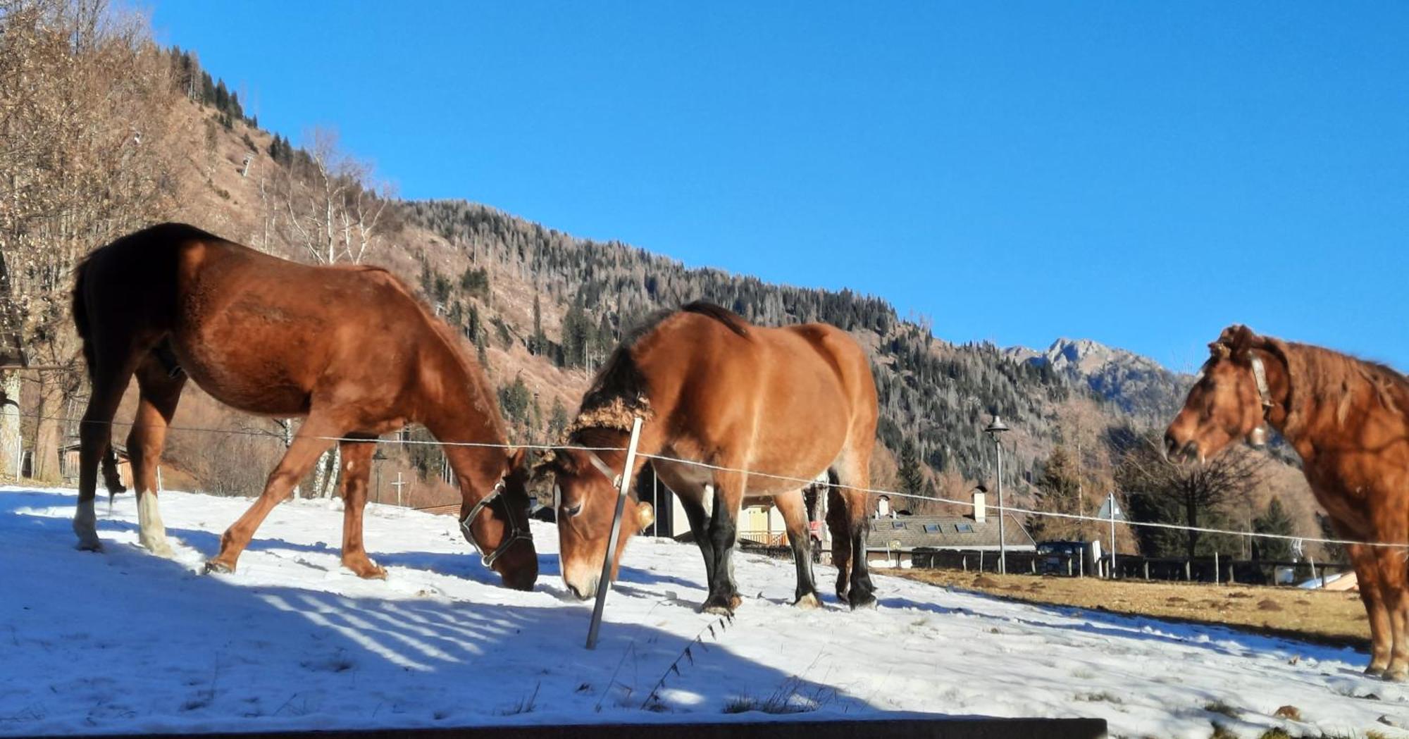 B&B B&Beautyfol Dolomites Adults Only Predazzo Exteriér fotografie